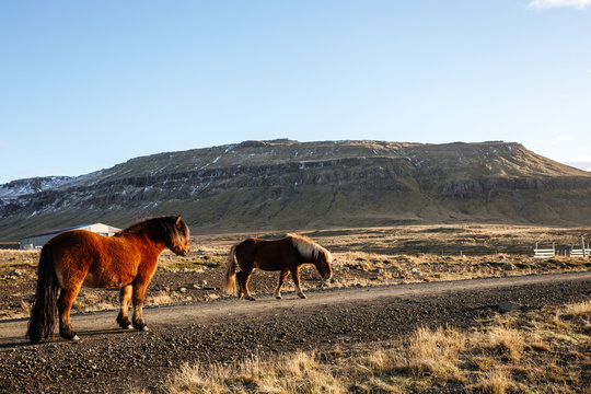  Icelandic horses in icelandic landscape. Autumn.
