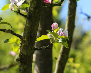 European crab apple (Malus sylvestris) tree flower, blooming in spring