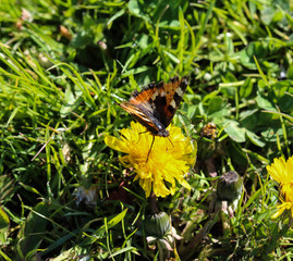 European peacock butterfly (aglais io) on dandelion flower
