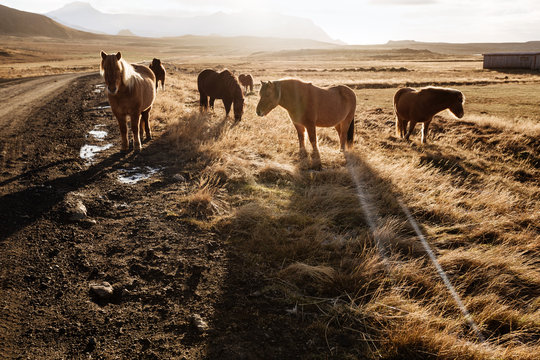  Icelandic horses in icelandic landscape. Autumn