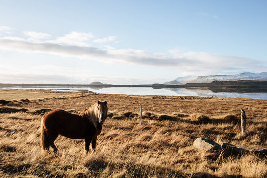  Icelandic horses in icelandic landscape. Autumn.