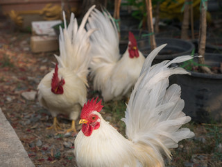 White Bantams and Shadow Standing