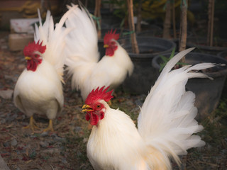 White Bantam Crows