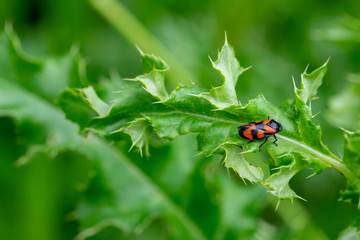Red and black froghopper (Cercopis vulnerata) on a green leaf