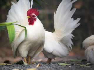 Bantam Lift The Neck up with Elegance