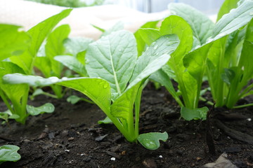野菜畑の小松菜の苗