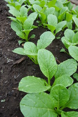 野菜畑の小松菜の苗