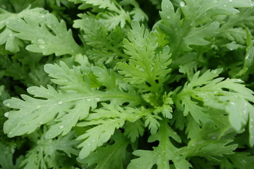 野菜畑の春菊の葉