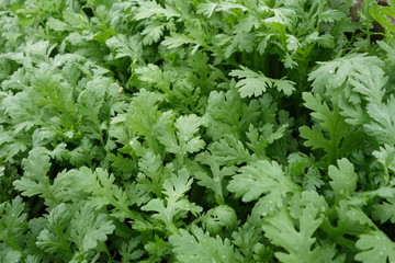 野菜畑の春菊の葉