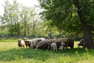 sheep and lambs in the meadow
