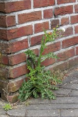 Distel an der Wand