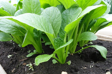 野菜畑の小松菜