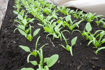 畑のほうれん草の芽生え