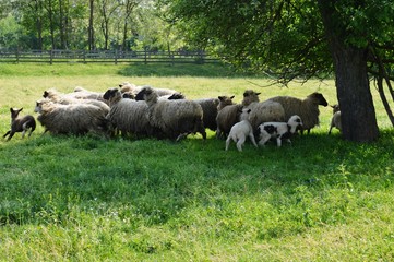 sheep and lambs in the meadow
