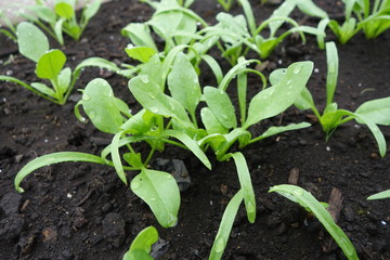 畑のほうれん草の芽生え