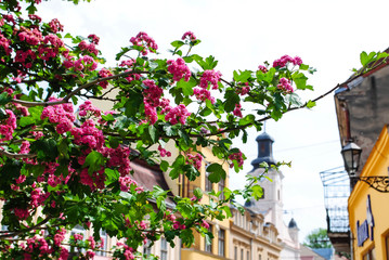 Fototapeta na wymiar A branch with flowers and a house
