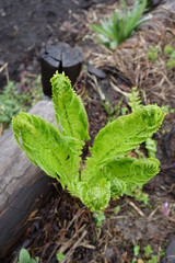 クサソテツ（コゴミ）