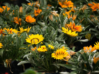 Yellow and Orange Treasure flowers Blooming