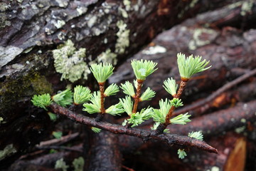 カラマツの新芽