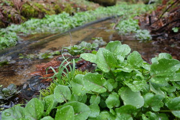 清流にしげる天然クレソン（オランダガラシ）