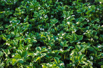 Plantation of strawberries