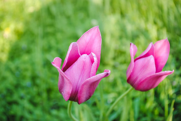Flowers of tulips
