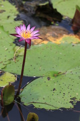 Close up transparency purple lotus flower and reflection in the loyus pond