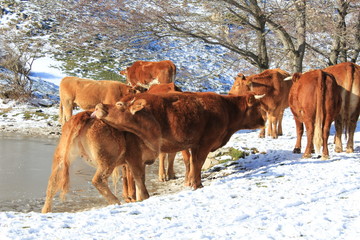 dog shepherd with cows in the snow
