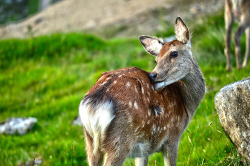 Deer