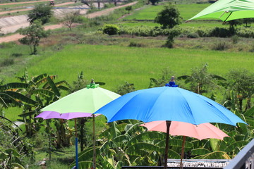 Fototapeta na wymiar Close up big colorful umbrellas in the banana garden