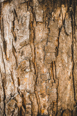 Bark on the trunk of the tree