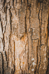 Bark on the trunk of the tree