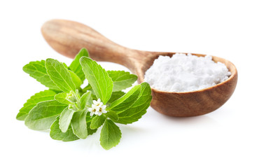 Stevia plant with powder
