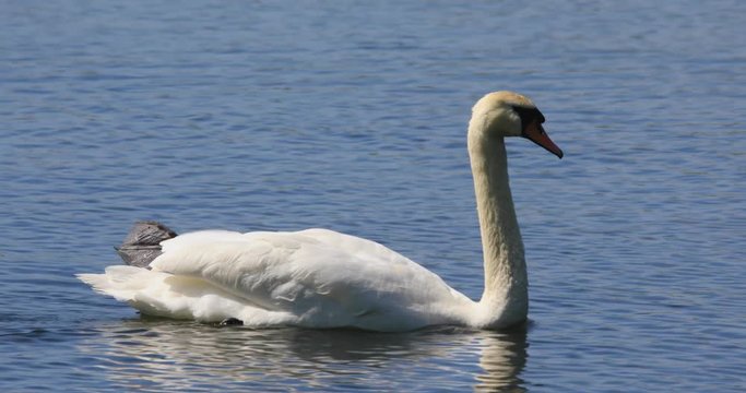 Single Mute Swan bird on a pond water surface in spring nesting period