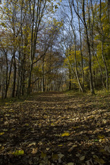 Fototapeta premium Waldweg
