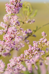 Obraz na płótnie Canvas tamarisk blooms with pink flowers close-up selective focus
