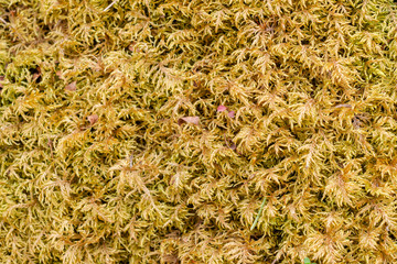 Background of leaves and needles in nature. Artistic blur. Selective focus. Outdoors.