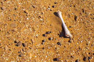 Single bone in the desert. Death in wastelands in hot day.