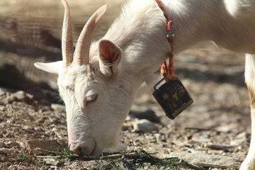 goat grazing close-up