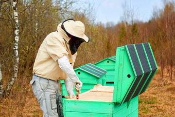 beekeeper bee cleans the hive in the woods