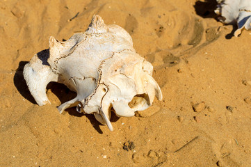 Animal skull on desert sand