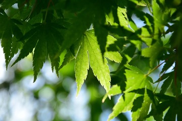 Ahorn,Fächerahorn,Schlitzahorn,Frühling