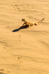 Spotted toad-headed Agama on sand