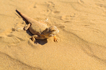 Spotted toad-headed Agama on sand