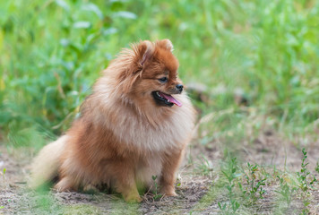 Cute Pomeranian spitz dog on a green grass