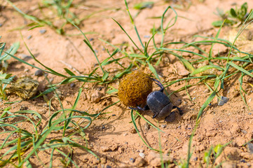 Single Scarabaeus sacer of Sacred Scarab on ground