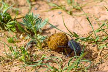 Single Scarabaeus sacer of Sacred Scarab on ground