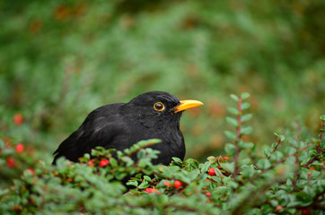 Blackbird