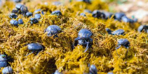 Group of Scarabaeus sacer of Sacred Scarab in dung