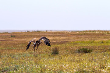 Flight of Steppe eagle or Aquila nipalensis